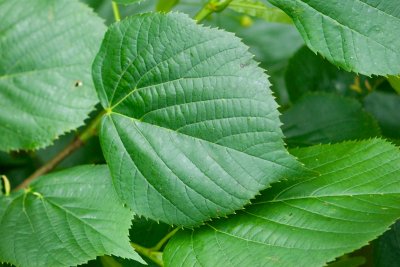 Tilia americana 'Nova' - lípa americká - list